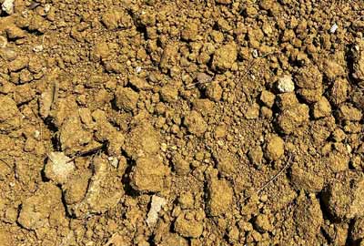 photographie de terre végétale